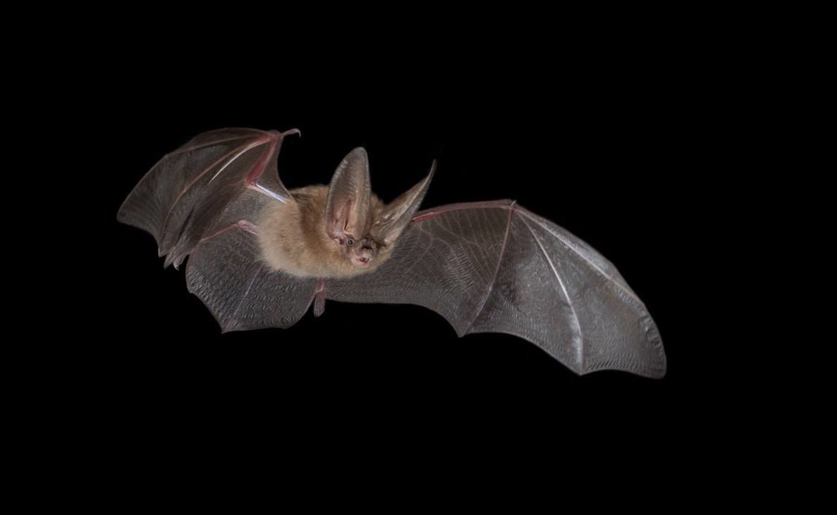 Arizona Bat
